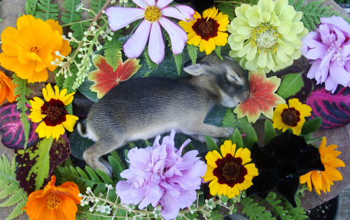 frolicingintheforest:  I gathered flowers and leaves from all around my yard. I felt I had to show my respect and love for this sweet little creature. 