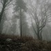 wonderlust444: