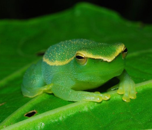 A Hatchet-Nosed Treefrog sitting on a leaf. The frog is a bright and poppy green that almost appears slightly translucent, like gummy candy. It has white speckling on its back that looks like powder.