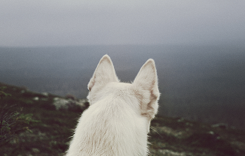 animal-diversity:  photographed by Rikard Lilja (x) 