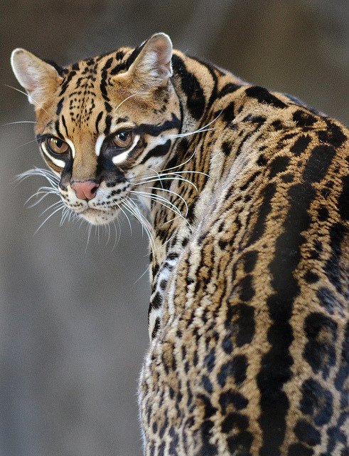 earthlynation:  Looking Back. Photo by stinkersmell 