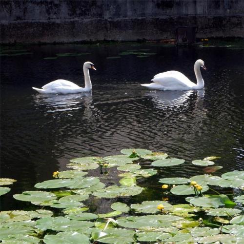 Swans on the river Ouse.