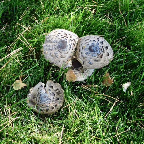 Autumnal Toadstools, Whitman County, Washington, 2019.