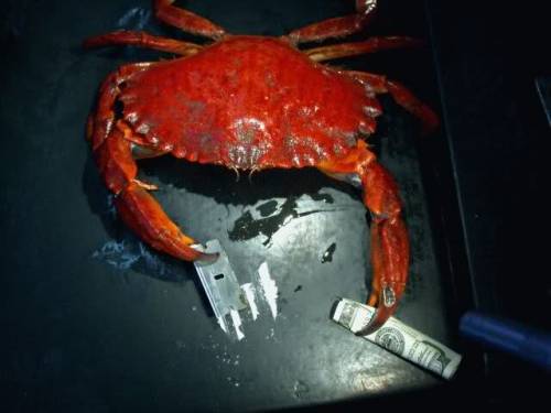 guccipoop:Are you feeling it now mr.crabs