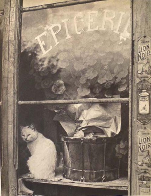 undr:  Brassaï. Chat blanc de l'epicerie. 1937