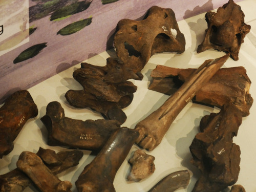 Star Carr artefacts from the exhibition at The Rotunda Museum, Scarborough, 5.8.16. The prehistoric 