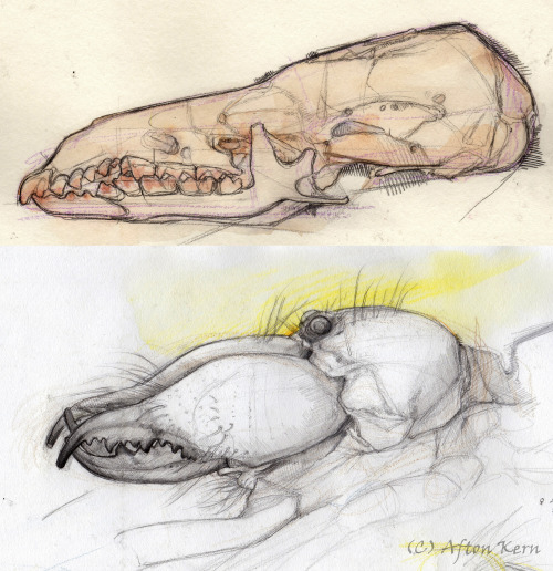 My thoughts on camel spidersSketches of a shrew skull and camel spider, I noticed how the bottom inc