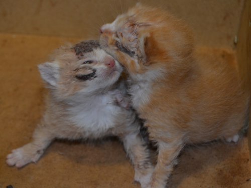 pissyeti: This morning, two very young and ill kittens were found in a dresser drawer, dumped in an 