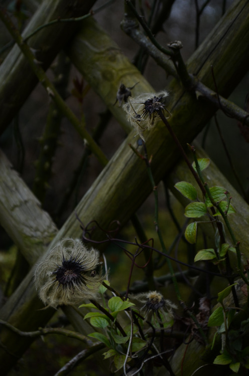 leroy-planting-stuff: Clematis.