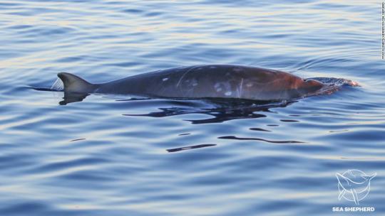 New whale species discovered in Mexico