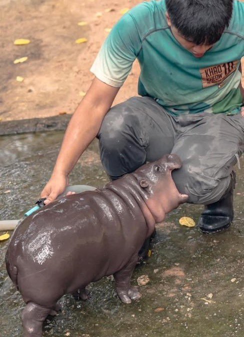 Know Your Pygmy Hippo Bebbies