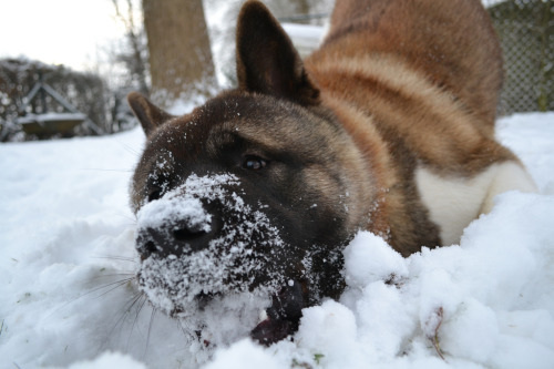 Drago by Alex Lamp // American Akita