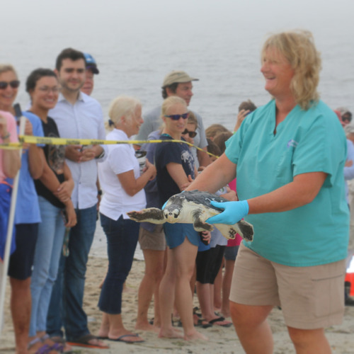 Six Kemp’s ridley sea turtles are home again tonight! That’s after New England Aquarium rescuers rel