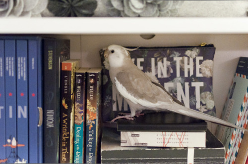 Burfi is a very well read young gentleman! So well read, in fact, that he will accept only books wit
