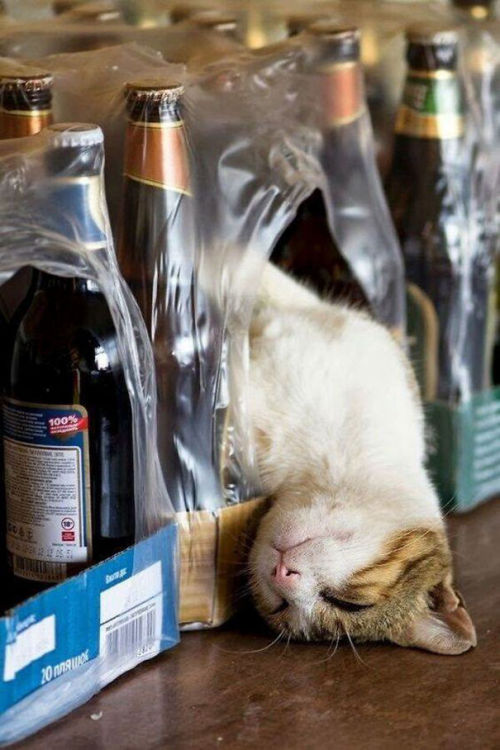 awesome-picz:Cats That Fell Asleep In The Weirdest Places~~~Feles Quae in Locis Insolitissimis Obdor