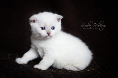 Simba Iceberg Handsome Thranduil ❤ Scottish Fold lilac point kitten is 31 days old (d.o.b. 25.03.201