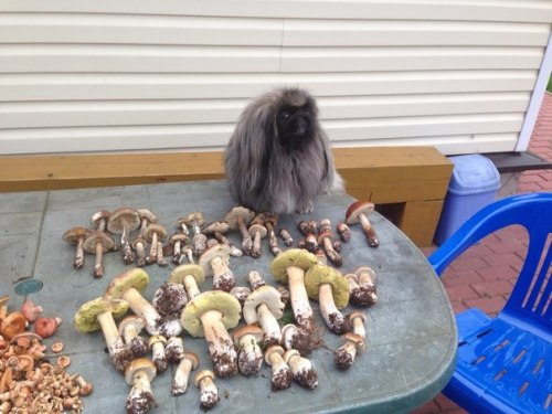 a rabbit selling mushrooms 