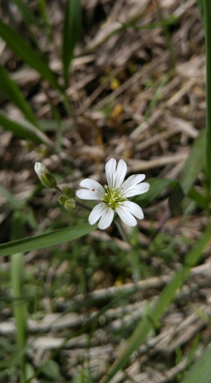 Cerastium arvense ssp. strictum is in the carnation family Caryophyllaceae. Commonly known as field 