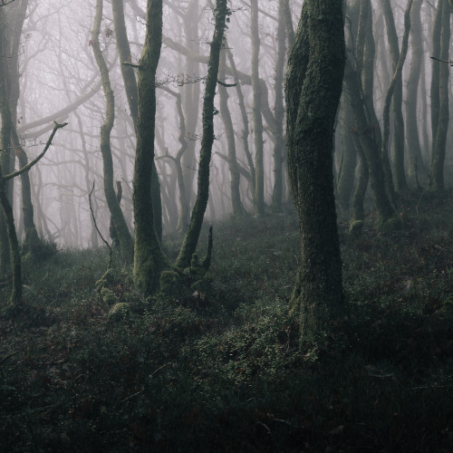 ardley:Forest Squares - SomersetPhotographed by Freddie Ardley - Instagram @freddieardley