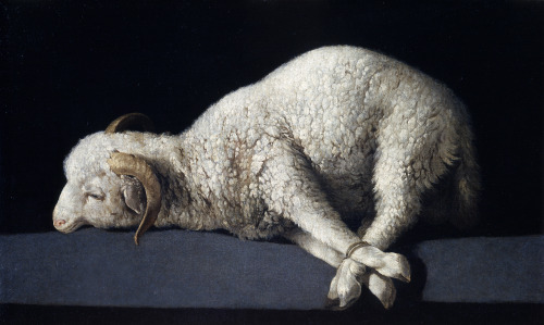 bustakay:artistic-depictions:Agnus Dei, Francisco de Zurbarán, 1635-40, oil on canvasIn our day, wit