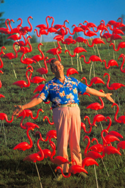gottafindthatreptar:90spectrum:thisistaracox:Don Featherstone, creator of the pink plastic lawn flamingo.  (Photo by Seth Resnick)  A genius was born  maddieblairwithredhair there you are