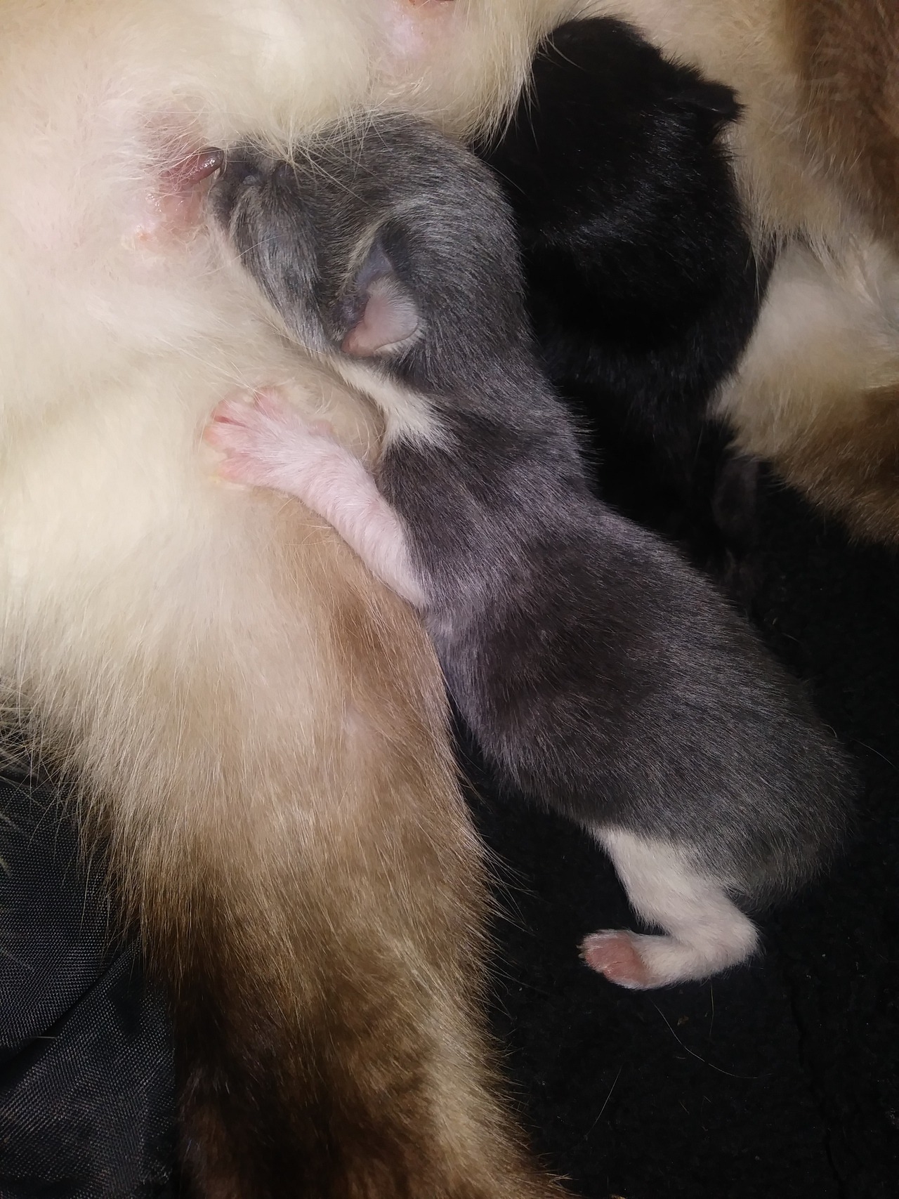 mostlycatsmostly:  Here’s Mama Kitty with her two brand new babies. They’re both