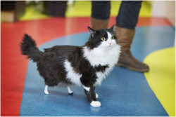 sashayed: audible-smiles:  laughingsquid: A Beautiful Longhaired Tuxedo Cat Shows Off His New Prosthetic Back Paws After a Severe Injury feeties  