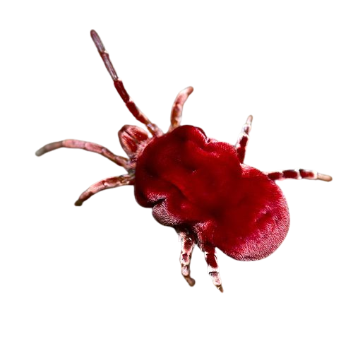red critter