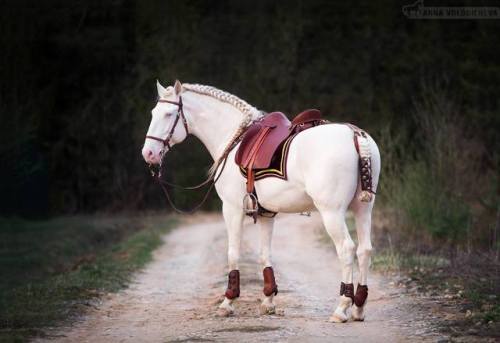 theclassicalhorse:PSL Stallion Champan “Misha” © Anna Volodicheva (x)