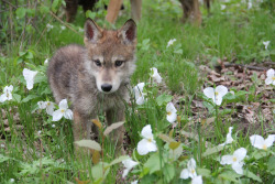llbwwb:  Young Wolf Pup (by MLGreenly)