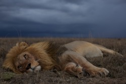 nubbsgalore:   photographer michael nichols spent two and half years documenting two dozen lion prides in the seregenti. taking close to a quarter million shots, he used cameras mounted on small remote control vehicles to take many of these close up