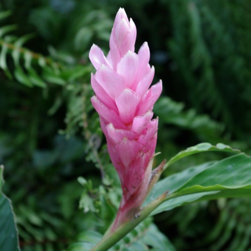 oceaniatropics: Native Australian tropical wildflower, Cairns, Queensland, Australia