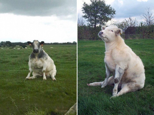 babyanimalgifs: Cows sitting like dogs. That is all. Please enjoy. via @sadanduseless