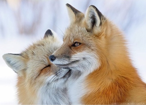Red fox dog and vixen by © bkcrossman