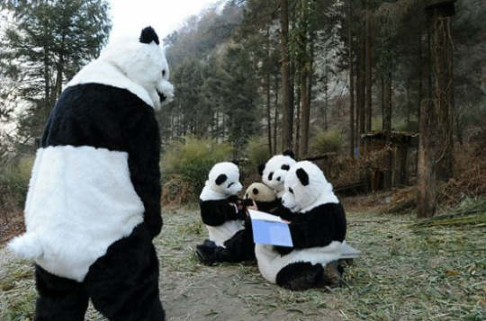 Protect Our Panda éƒ½å¸‚å‚³èªª å•²ç†Šè²
