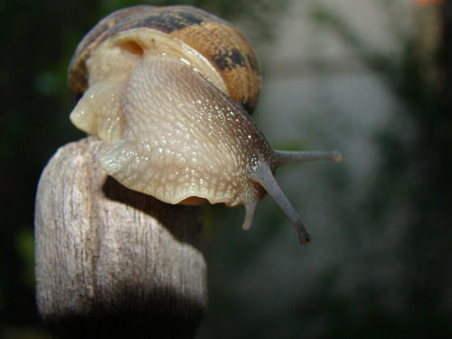 Los caracoles también hacen caca. Estaba super caluroso, pero el bicho se mantenía re frío.