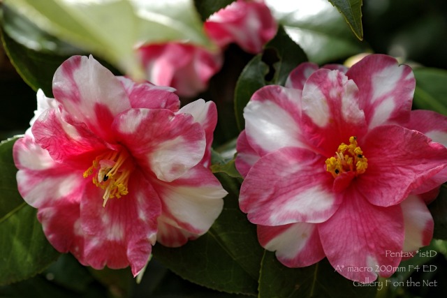 Hyuk Camellia Tumblr Posts Tumbral Com Hyuk Camellia Tumblr Posts Tumbral Com