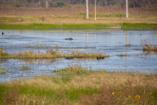 Spend a Weekend in Ridgeland, Mississippi