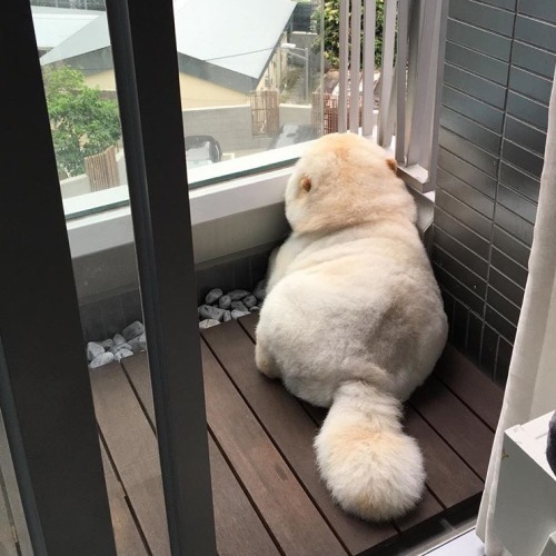 doggosource:FLOOF