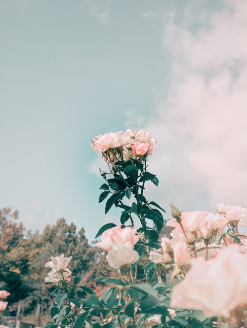 Autumn Rose Collection