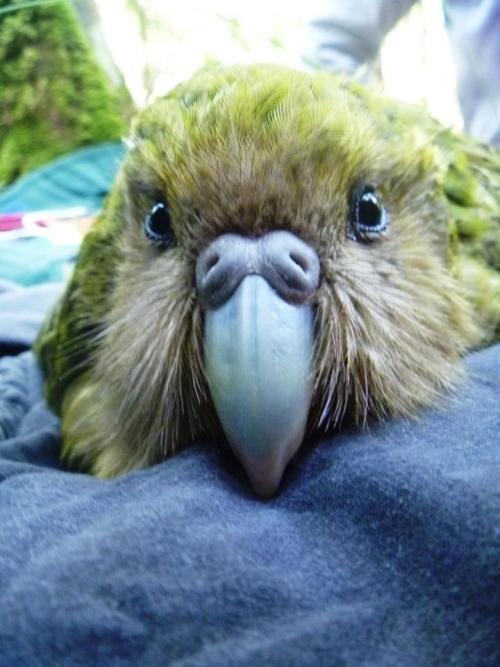 mxcleod: The Kakapo of New Zealand is critically endangered and only 103 remain in the wild1The kaka