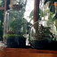 mikoinajar