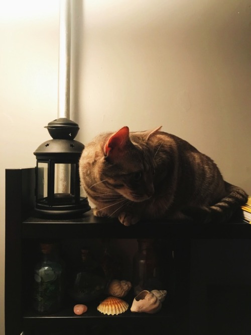 If there’s a bug flying around the room - you best believe kitten is on a mission to get it