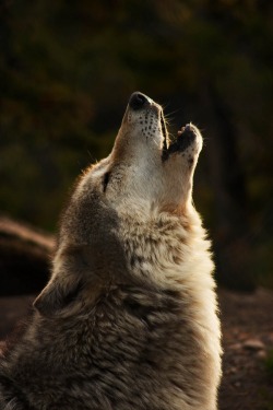wolverxne:  Grey Wolf Howling - by: (Corinna Stoeffl)