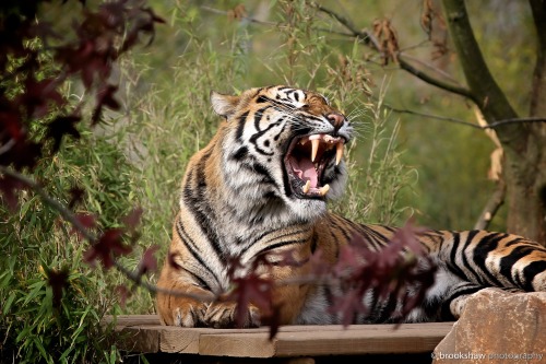brookshawphotography:  Fabi, male Sumatran Tiger at Chester Zoo, ably demonstrating the classic big cat yawn… :-) Big cats will often yawn twice in quick succession so, if you miss the first one, get ready… 