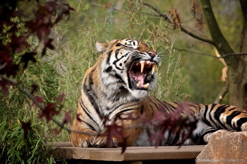 Porn brookshawphotography:  Fabi, male Sumatran photos