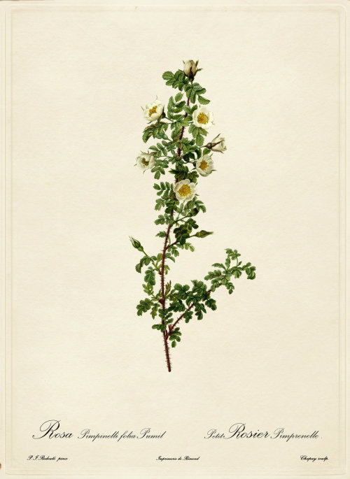 madame-amour:Les Roses by Joseph-Pierre Redouté