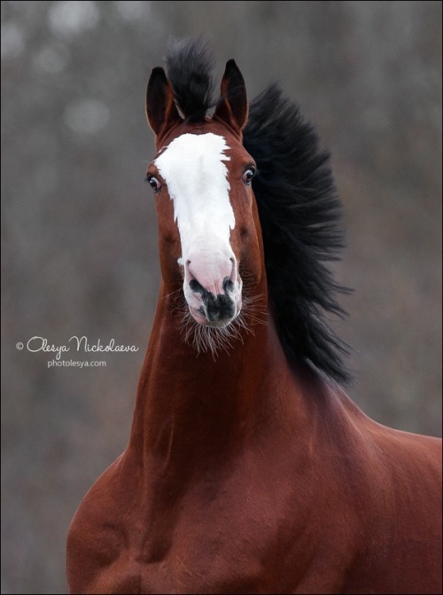 Orlov Trotter stallion Perspektivnyi (”Prospective”)