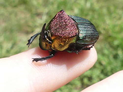 bugkeeping:a found a duderainbow scarab Phanaeus vindex