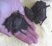 whisperstims:Baby bats running amok